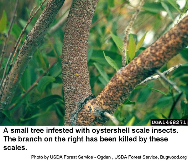 Oystershell scale insects can kill
